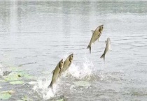 花白鲢的钓法 时间、钓具、钓位等方面均有讲究