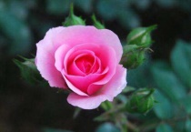 什么时候插月季花成活率高