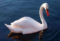 鹅几个月开始下蛋