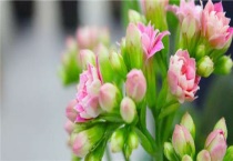 养花常用的磷肥有哪些？