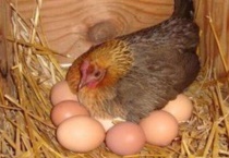 鸡怎么交配下蛋