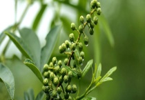 藤椒树的寿命有多长 附藤椒树和花椒树的区别？