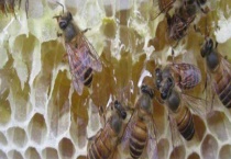 介王最佳时间是什么时候 介王注意事项有哪些？