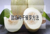 甜瓜种子催芽多久？