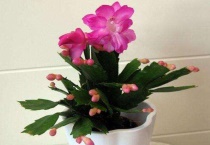 网购蟹爪兰怎么种植