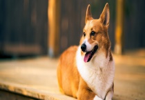 不想养狗了该怎么办 养狗的好处有哪些？