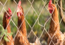 鸡的品种分类及特点 主要分为三种