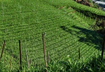 杂草发酵有机肥多久？