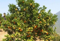 广东橘子树什么寓意