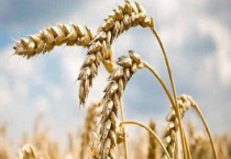 小麦病虫综合防治技术 各生长时期都怎么防治