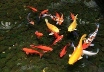 锦鲤为什么突然乱窜