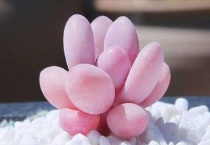 桃蛋用深盆还是浅盆