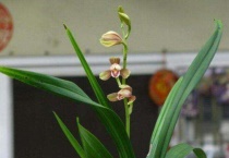 兰花换盆要不要剪根