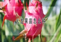 火龙果苗怎么种