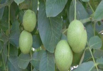 野核桃是不是核桃？野核桃的外观、生长环境