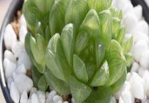 多肉玉露干瘪怎么办？