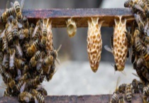 北方蜜蜂春繁技术有哪些 奖励饲养是春繁的核心工作