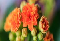 长寿花的扦插方法 附扦插方式及注意事项