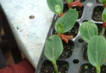 西瓜用什么嫁接的