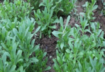 救心菜是否可以生吃 有什么人工栽培技术