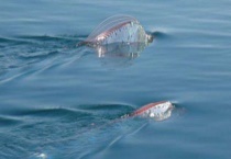 地震鱼是一种什么鱼 附地震鱼的生活习性