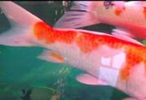 锦鲤鱼尾巴上有白疙瘩的原因？