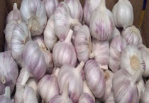 大蒜、生姜、洋葱的种植时间 收获最好的时间是多久？