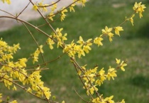 迎春花是什么颜色的