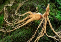 人参产自哪里 附人参的产地环境