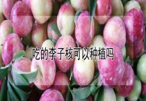 吃的李子核可以种植吗？