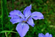 扁竹兰花语是什么？