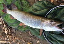 白斑狗鱼产量低的原因？