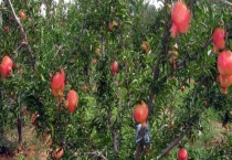 大红袍石榴树结果需要几年 附其品种特性