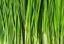 怎样用尿素给韭菜追肥