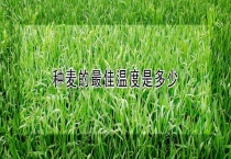 种麦的最佳温度是多少？