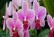 兰花白绢病的防治方法 症状和发病特点如何