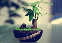 发财树移栽注意事项