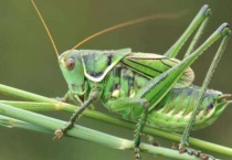 蚂蚱的形态特征