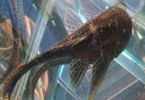 清道夫品种大全 分别介绍不同种类