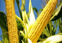 秋天丰收的农作物有什么？