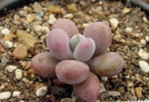 肉多多植物怎么繁殖