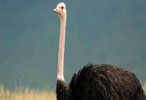 特种养殖成败影响因素 特种养殖业发展起来的原因？