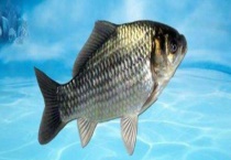 鲫鱼一年可以长多重 附鲫鱼的生长习性