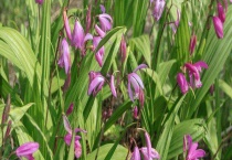 白芨的繁殖方法 白芨的病虫害防治