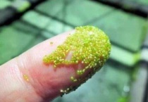 无根萍是什么类植物