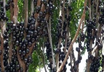 台湾树葡萄结果需要几年 有哪些生长习性