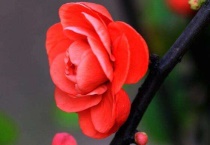 海棠花掉花苞是咋回事