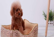 贵宾犬口臭怎么办？狗狗消化不良怎么办？