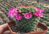 仙人球开花吗？