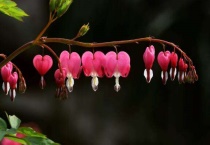 荷包牡丹好养吗？